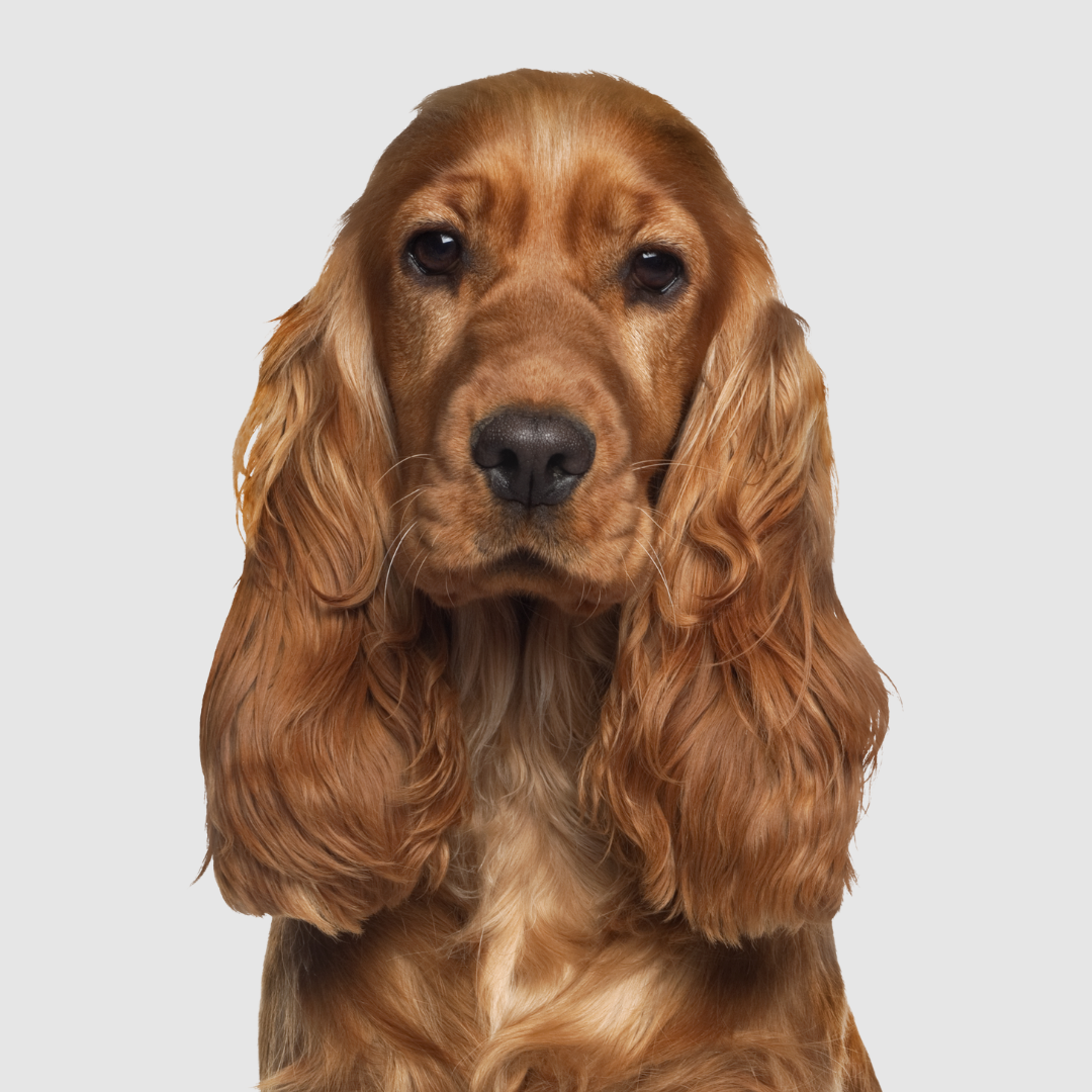 Senior pet joint supplement