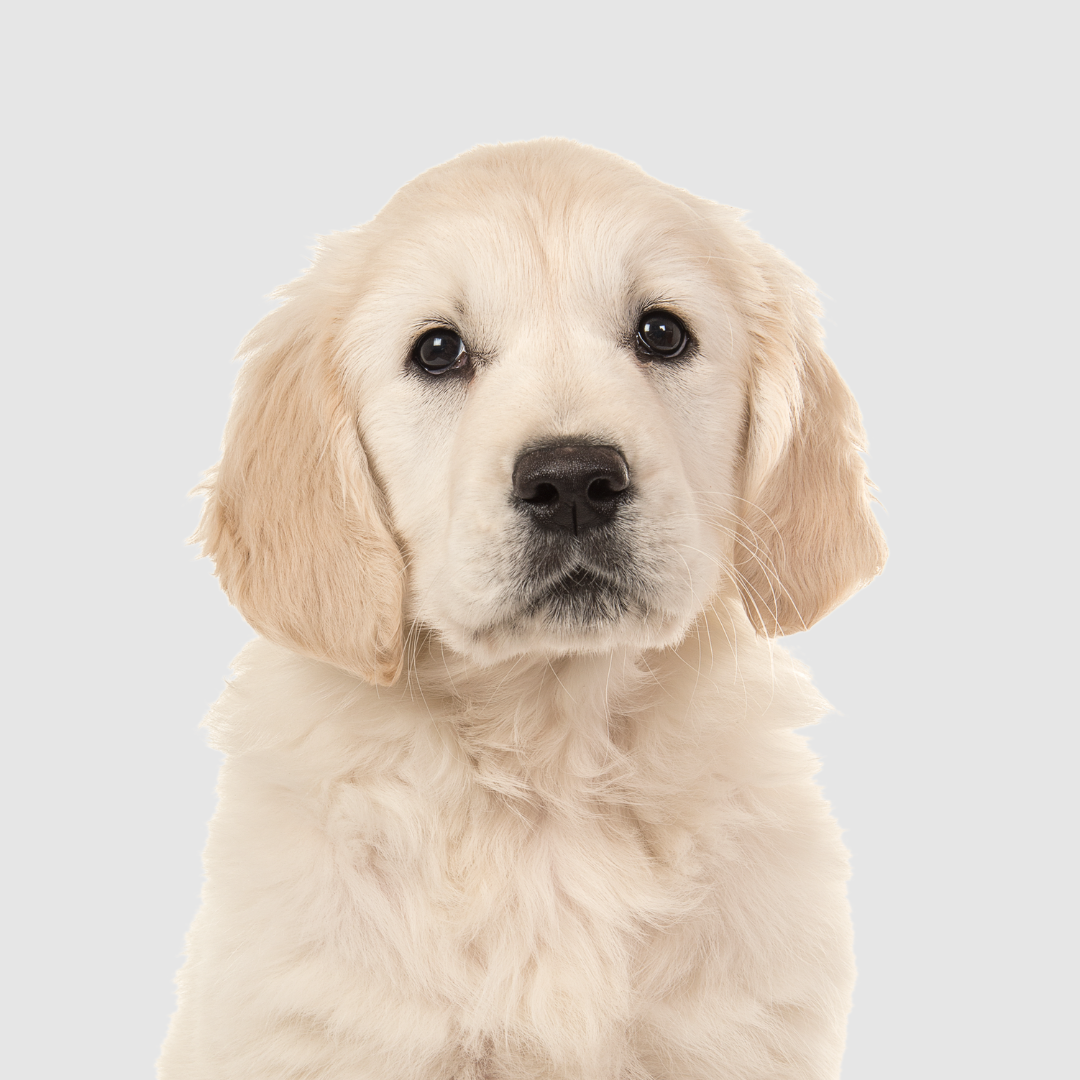 JuniorFlex pet joint supplement