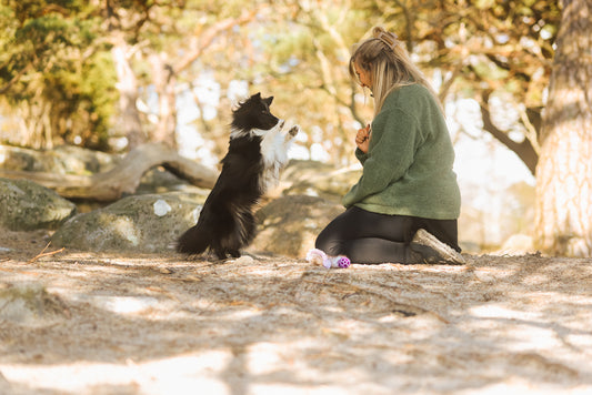 Nurturing Man’s Best Friend: The Vital Role of Health and Joint Supplements for Dogs