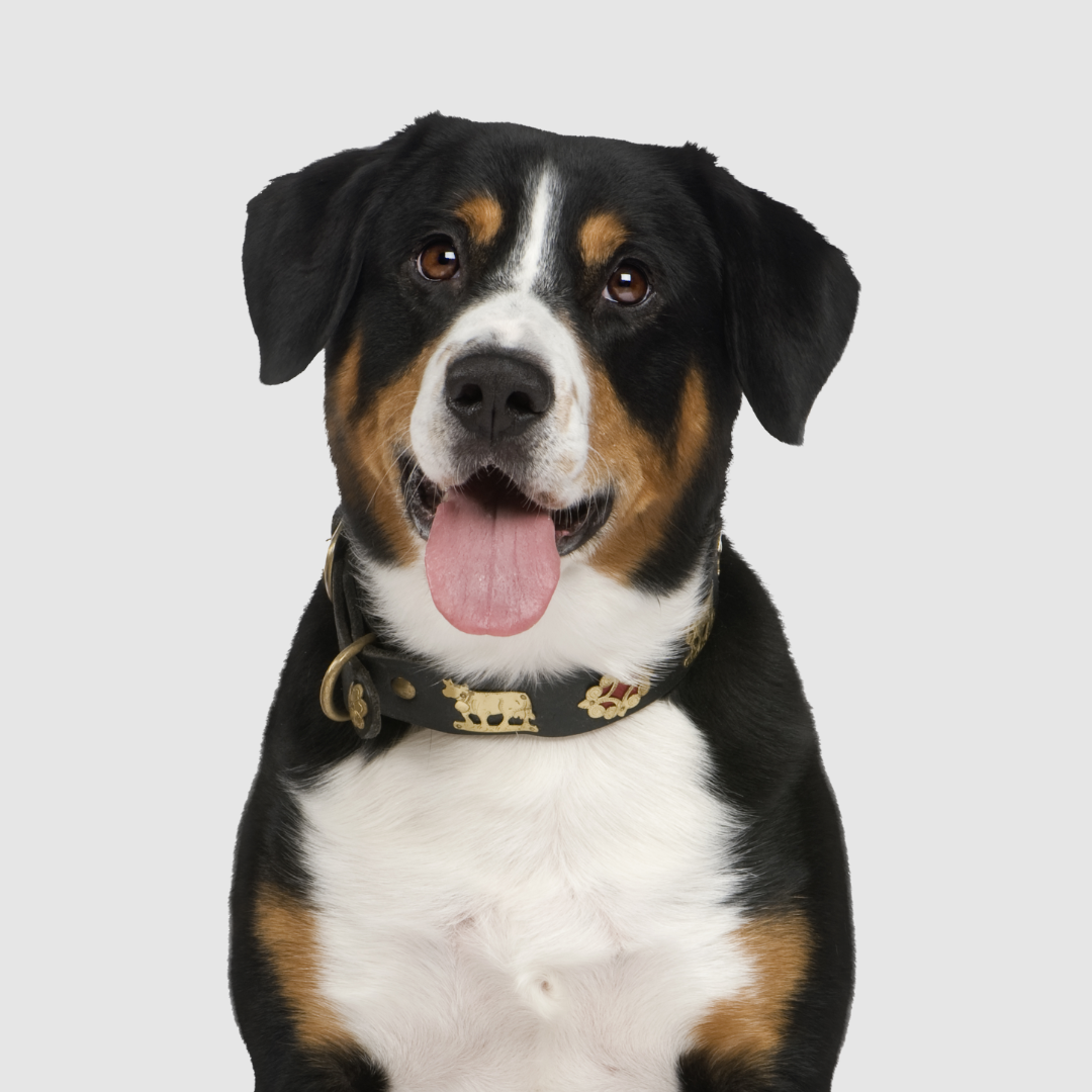 Vitamin C pet supplement European Pet Pharmacy