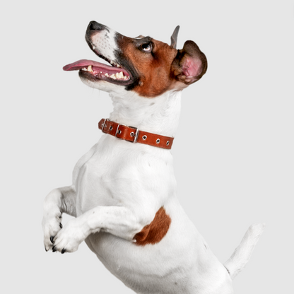 Multiflex pet joint supplement